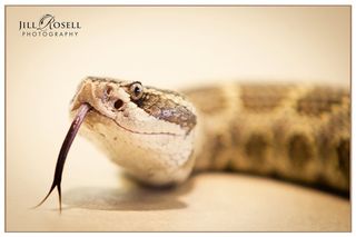 Snake by JR Snake by JR